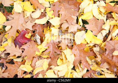 Teppich aus trockenen Herbst Blätter auf einer Wiese UK Stockfoto