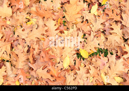 Teppich aus trockenen Herbst Blätter auf einer Wiese UK Stockfoto