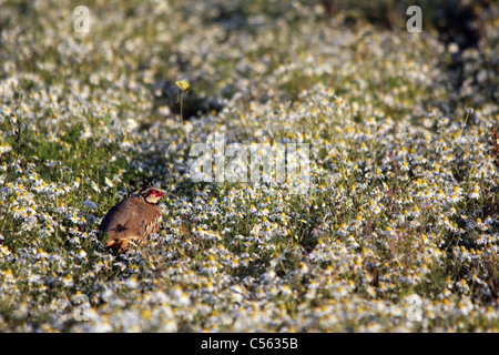 Rothuhn (Alectoris Rufa) unter einem Feld von Gänseblümchen Stockfoto