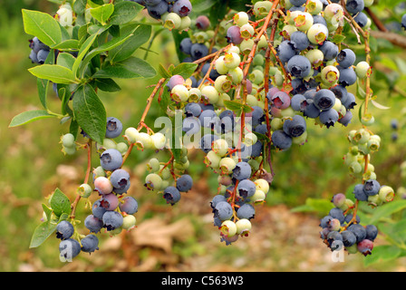 Wählen Sie Ihr eigenes Heidelbeeren. Stockfoto