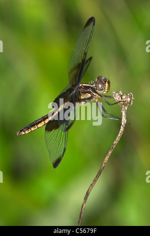 Die Witwe Abstreicheisen, Libelle ruht auf A Stem, Libellula luctuosa Stockfoto