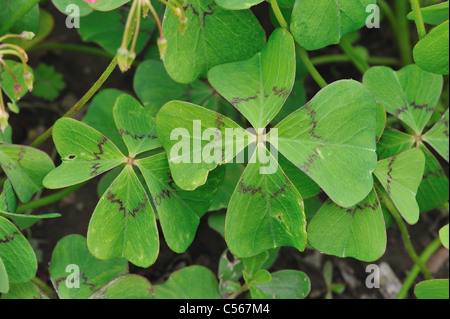 Eisernes Kreuz - Four-leaved Pink-Sauerampfer-vierblättrigen Sorrel - Lucky Leaf (Oxalis Tetraphylla) Detail Belgien lässt Stockfoto