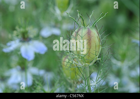 Love-in-a-Mist - Mulberry Rose - Teufel-in-a-Bush (Nigella Damascena) am Ende der Blütezeit im Sommer Stockfoto