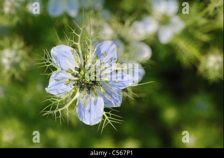 Love-in-a-Mist - Mulberry Rose - Teufel-in-a-Bush (Nigella Damascena) blühen im Sommer Stockfoto