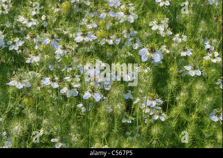 Love-in-a-Mist - Mulberry Rose - Teufel-in-a-Bush (Nigella Damascena) blühen im Sommer Stockfoto