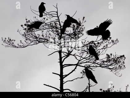 Nebelkrähen Silhouetten Stockfoto