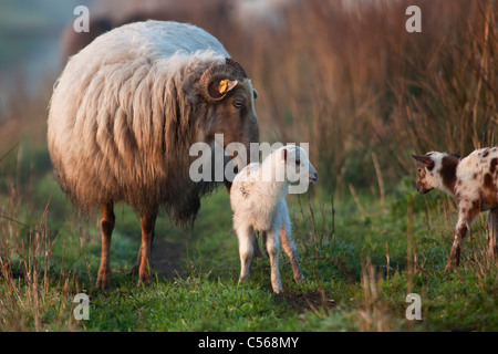 Die Niederlande, Nederhorst Den Berg, Schaf und Lamm bei Sonnenaufgang. Stockfoto