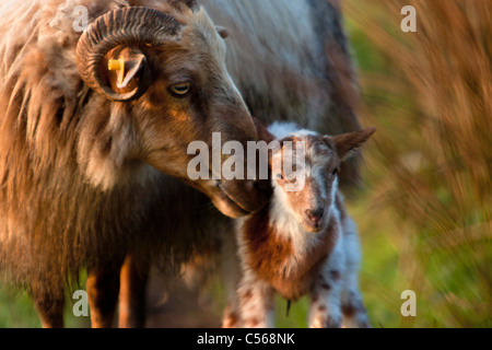 Die Niederlande, Nederhorst Den Berg, Schaf und Lamm bei Sonnenaufgang. Stockfoto