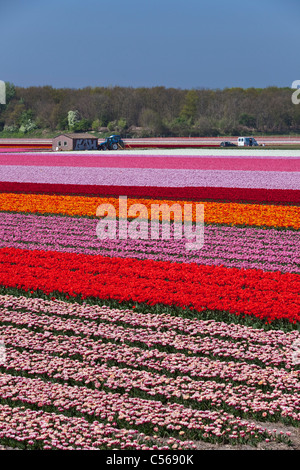 Die Niederlande, Vogelenzang, Blume und Tulpe Felder. Stockfoto