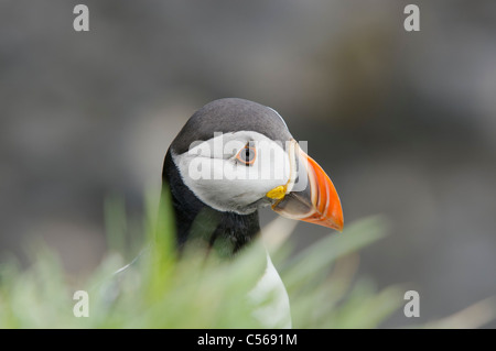 Papageitaucher Fratercula Arctica. Auf Lunga in den Treshnish Isles, Schottland, Großbritannien. Stockfoto