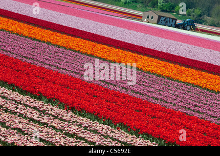 Die Niederlande, Vogelenzang, Blume und Tulpe Felder. Stockfoto