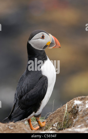 Papageitaucher Fratercula Arctica. Auf Lunga in den Treshnish Isles, Schottland, Großbritannien. Stockfoto