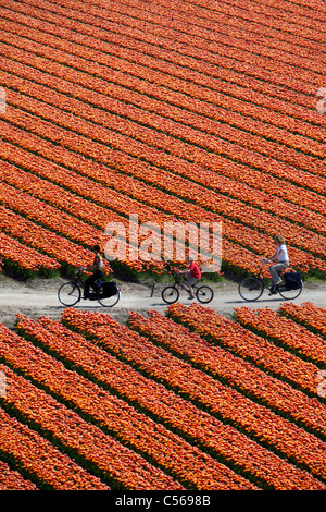 Den Niederlanden, Egmond, Tulpenfelder. Frauen und Kinder, die Radfahren. Stockfoto