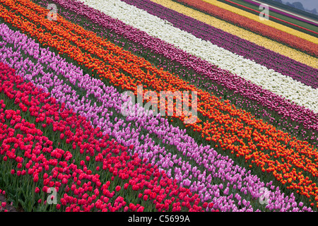 Den Niederlanden, Egmond, Tulpenfelder. Stockfoto