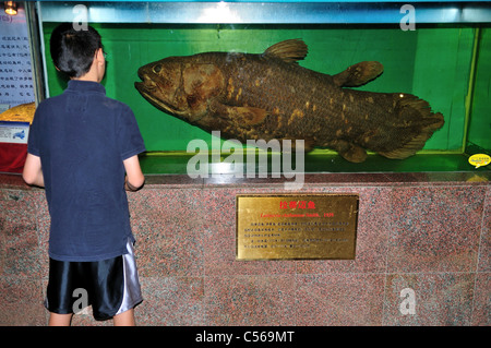 Ein kleiner Junge unter einen genauen Blick auf die Quastenflosser (Latimeria Chalumnae) Probe im Display. Peking, China. Stockfoto