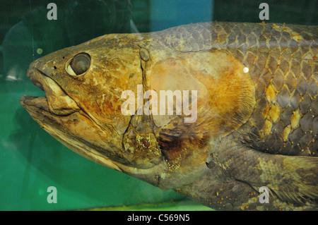 Kopf einer erhaltenen Quastenflosser (Latimeria chalumnae) Muster. Peking, China. Stockfoto