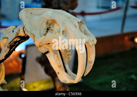 Schädel von einem Säbelzahntiger. Peking, China. Stockfoto