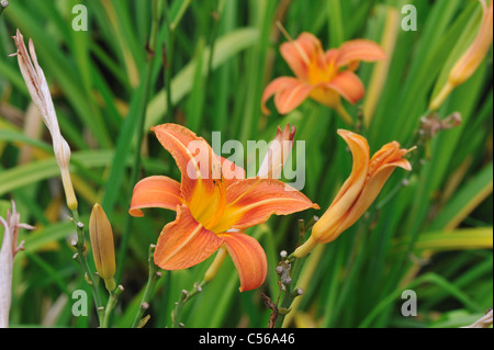 Taglilien - Tawny Taglilien - Graben Feuerlilie - Tiger Taglilie (Hemerocallis Fulva) blühen im Sommer Stockfoto