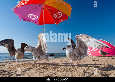 Die Niederlande, Zandvoort, Möwen am Strand unter dem Sonnenschirm. Stockfoto