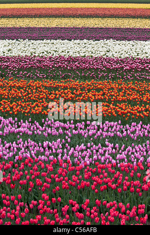 Den Niederlanden, Egmond, Tulpenfelder. Stockfoto