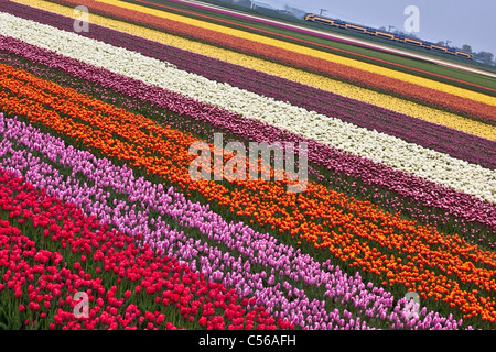 Den Niederlanden, Egmond, Tulpenfelder. Vorbeifahrenden Zug. Stockfoto