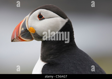 Papageitaucher Fratercula Arctica. Auf Lunga in den Treshnish Isles, Schottland, Großbritannien. Stockfoto