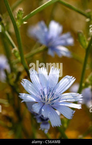 Allgemeine Zichorie (Cichorium Intybus) Stockfoto