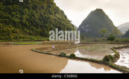 Nordvietnam, überfluteten Reisfeldern in Vorbereitung für die Pflanzung Reis Stockfoto