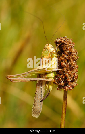 Weibliche dunklen Busch Cricket (Pholidoptera Sabulosa) Stockfoto