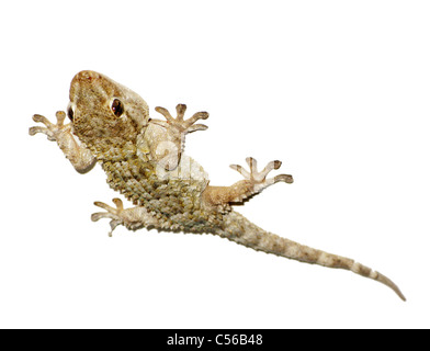 Eine Nahaufnahme der Gecko Reptil eine Kletterwand Stockfoto