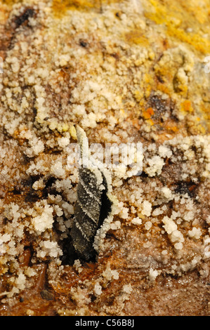 Natürliche salzige Ablagerungen an den Flussufern des Flusses Sil, Quiroga, Lugo, Spanien. Stockfoto