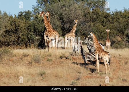 Gruppe der Giraffe (Giraffa Plancius) und Ebenen Zebras (Equus Quagga), Südafrika Stockfoto