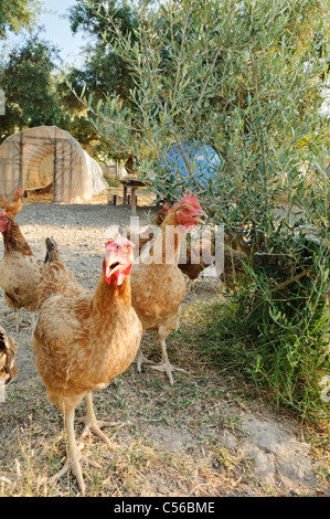 Hühner auf dem Bauernhof Stockfoto