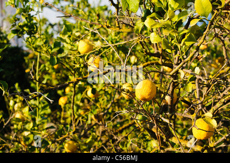 Zitronen wachsen auf einem Zitronenbaum Stockfoto