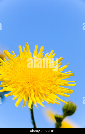 Nahaufnahme der Blüte der Habichtskraut Habichtsbitterkraut Picris Hieracioides gegen einen blauen Himmel, Essex, UK, Sommer Stockfoto