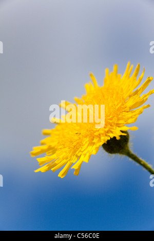 Nahaufnahme der Blüte der Habichtskraut Habichtsbitterkraut Picris Hieracioides gegen einen blauen Himmel, Essex, UK, Sommer Stockfoto