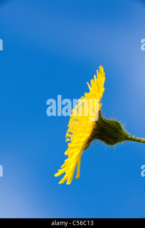 Nahaufnahme der Blüte der Habichtskraut Habichtsbitterkraut Picris Hieracioides gegen einen blauen Himmel, Essex, UK, Sommer Stockfoto