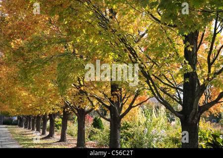 Einer Reihe von Bäumen In den Farben der Herbst, Ault Park, Cincinnati, Ohio, USA Stockfoto