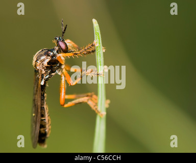 Asilidae Stockfoto