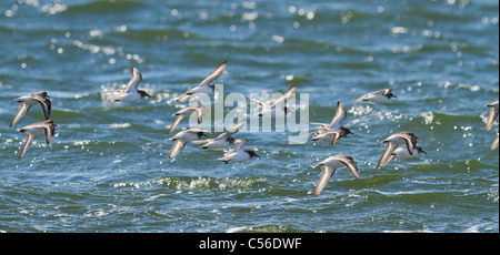 Eine Herde von Alpenstrandläufer fliegen entlang den Rand des Wassers. Stockfoto