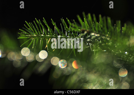 Kiefer-Äste auf Mount Lemmon, Santa Catalina Mountains, Coronado National Forest, Sonora-Wüste, Summerhaven, Arizona, USA. Stockfoto