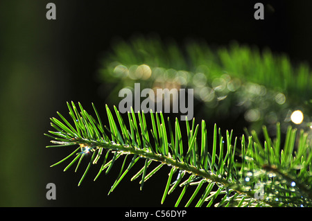 Kiefer-Äste auf Mount Lemmon, Santa Catalina Mountains, Coronado National Forest, Sonora-Wüste, Summerhaven, Arizona, USA. Stockfoto