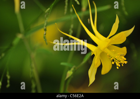 Goldene Akelei (Aquilegia Chrysantha) wächst auf Mount Lemmon, Santa Catalina Mountains, Sonora-Wüste, Arizona, USA. Stockfoto