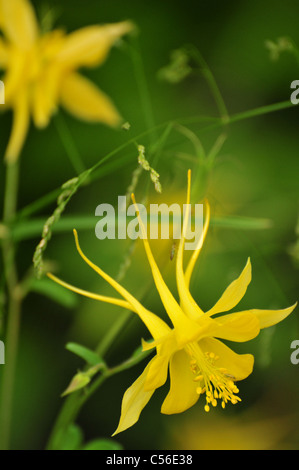 Goldene Akelei (Aquilegia Chrysantha) wächst auf Mount Lemmon, Santa Catalina Mountains, Sonora-Wüste, Arizona, USA. Stockfoto