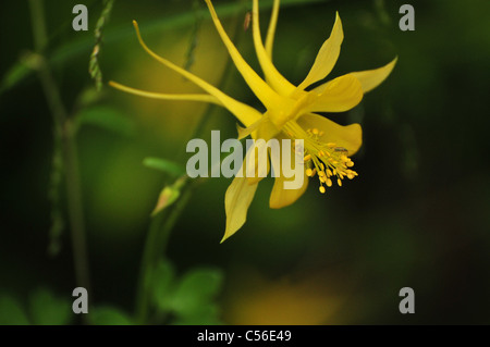 Goldene Akelei (Aquilegia Chrysantha) wächst auf Mount Lemmon, Santa Catalina Mountains, Sonora-Wüste, Arizona, USA. Stockfoto