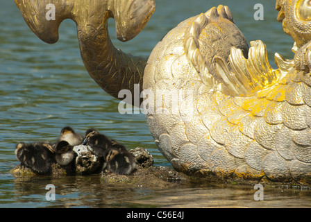 Entenküken in der Nähe das Fragment der Mezheumny Fontain schlafen. Peterhof, St. Petersburg Stockfoto