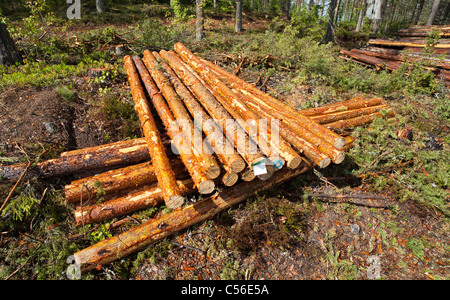 Kleine Lagerbestände an frisch geschnittenen Kiefernstämmen ( pinus sylvestris ), Finnland Stockfoto