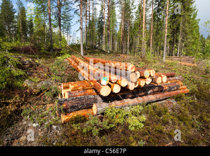 Kleine Haufen frisch geschnittener Kiefernhölzer ( pinus sylvestris ) oder Pulpwood im Taiga-Wald in Finnland Stockfoto