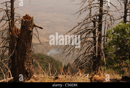 Ein kleines Feuer brennt auf Mount Lemmon, Coronado National Forest, Santa Catalina Mountains, Coronado National Forest, Arizona, USA. Stockfoto