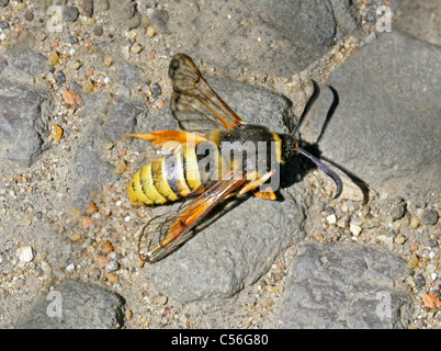 Lunare Hornet Clearwing Motte, Sesia Bembeciformis, Sesiidae, Lepidoptera. Stockfoto